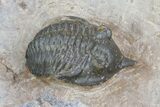 Pseudocryphaeus (Cryphina) Trilobite - Lghaft, morocco #75567-1